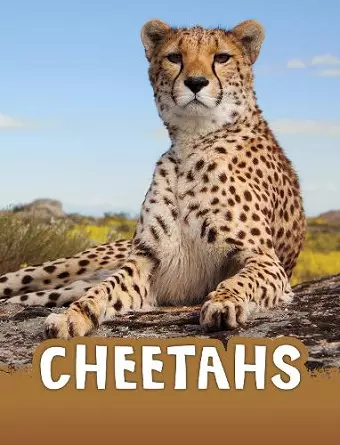 Cheetahs cover