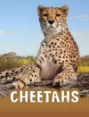 Cheetahs cover