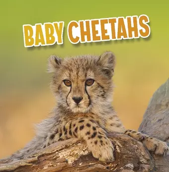 Baby Cheetahs cover