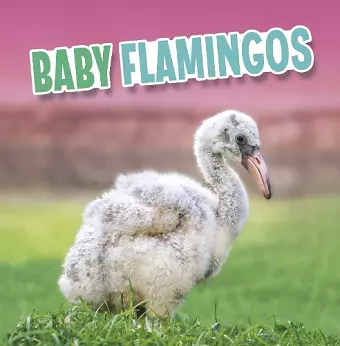 Baby Flamingos cover