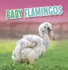 Baby Flamingos cover