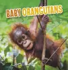 Baby Orangutans cover