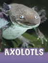 Axolotls cover