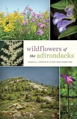 Wildflowers of the Adirondacks cover