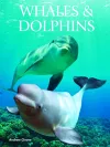 Whales and Dolphins cover
