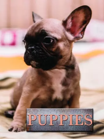 Puppies cover