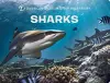 Sharks cover