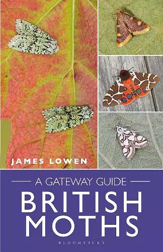 British Moths cover