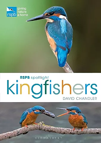 RSPB Spotlight Kingfishers cover
