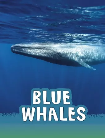 Blue Whales cover