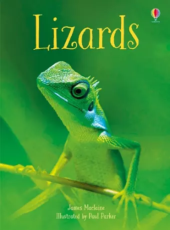 Lizards cover