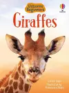 Giraffes cover