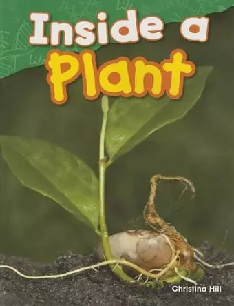 Inside a Plant cover