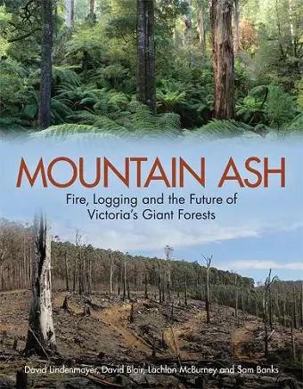 Mountain Ash cover