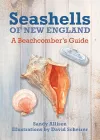 Seashells of New England cover