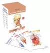 Anatomy Flashcards: 300 Flashcards with Anatomically Precise Drawings and Exhaustive Descriptions cover