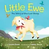 Little Ewe cover