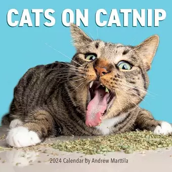 Cats on Catnip Wall Calendar 2024 cover