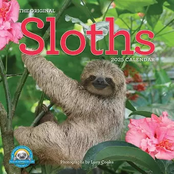 Original Sloths Wall Calendar 2025 cover