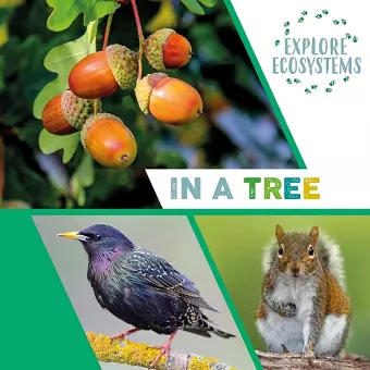 Explore Ecosystems: In a Tree cover