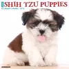 Just Shih Tzu Puppies 2023 Wall Calendar cover