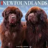 Just Newfoundlands 2024 12 X 12 Wall Calendar cover
