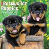 Just Rottweiler Puppies 2024 12 X 12 Wall Calendar cover