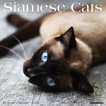 Siamese Cats 2024 12 X 12 Wall Calendar cover