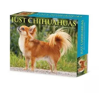 Chihuahuas 2024 6.2 X 5.4 Box Calendar cover