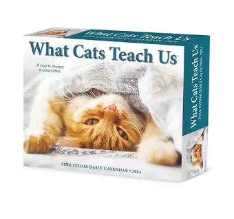 What Cats Teach Us 2024 6.2 X 5.4 Box Calendar cover
