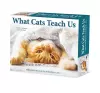 What Cats Teach Us 2024 6.2 X 5.4 Box Calendar cover