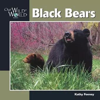 Black Bears cover