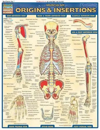 Muscular Origins & Insertions cover