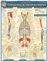 Muscular Origins & Insertions cover