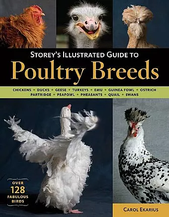Storey's Illustrated Guide to Poultry Breeds cover
