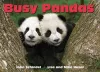 Busy Pandas cover
