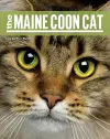 The Maine Coon Cat cover