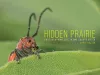 Hidden Prairie cover