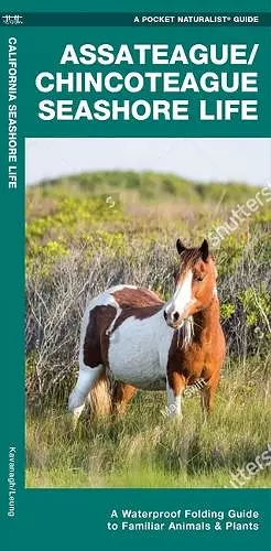 Assateague/Chincoteague Seashore Life, 2nd Ed cover