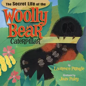 The Secret Life of the Woolly Bear Caterpillar cover