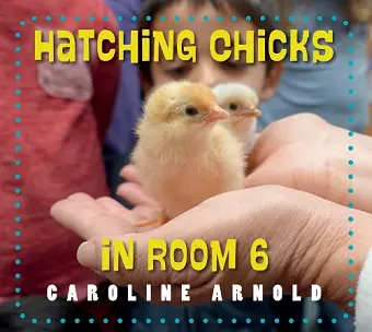 Hatching Chicks in Room 6 cover