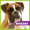 Boxers cover