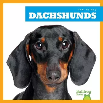 Dachshunds cover