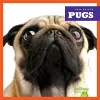 Pugs cover