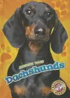 Dachshunds cover