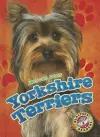 Yorkshire Terriers cover