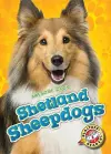 Shetland Sheepdogs cover