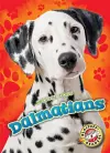 Dalmatians cover