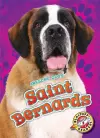 Saint Bernards cover