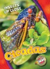Cicadas cover